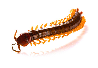 dead body of a giant size centipede on a white background