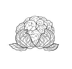 Hand drawn fresh cauliflower cabbage salad. Outline, white background..