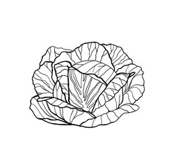 Hand drawn fresh lettuce cabbage salad. Outline, white background.