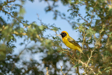 Southern Masked-weaver - Ploceus velatus, beautiful yellow black faced weaver from South Africa, Sossusvlei, Namibia.