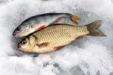 Winter fishing. Ice fishing. Fish on ice. Fresh fish on ice.