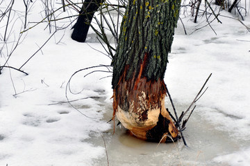 Beavers gnawed a tree in the winter forest.