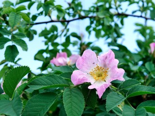 Pink flowers of wild rose against the blue sky, season of spring, sunny day