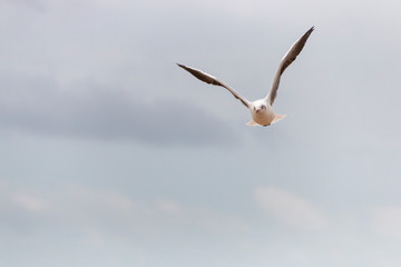 Fototapeta premium A Seagull In Flight
