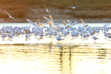 Gulls on frozen lake at sunset