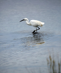 white Black-winged stilt