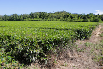 Fototapeta na wymiar Tea plantation in The Daintree in Tropical North Queensland, Australia