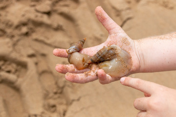 Fototapeta na wymiar A Small child holding two Mollusks