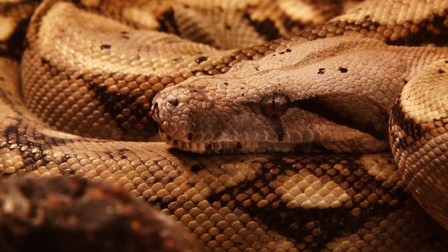 Dangerous snake close up
