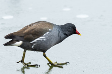 A common moorhen walking on a frozen lake