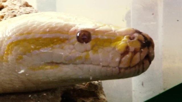 Yellow boa crawls and sticks out red tongue