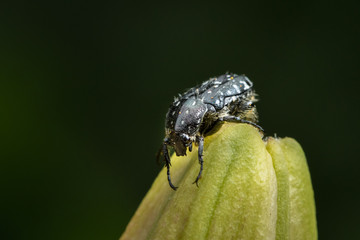 A mediterranean spotted chafer sitting on the closed bud of a lily