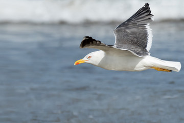 Fototapeta na wymiar A lesser black-backed gull flying on a beach on a sunny day in summer