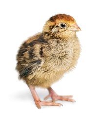 Chick - Baby Chicken