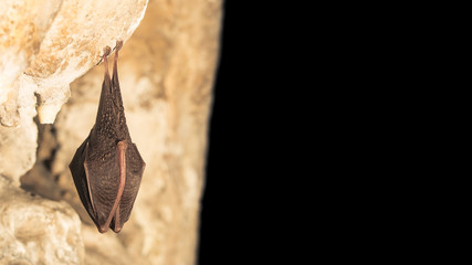 Close up small sleeping horseshoe bat covered by wings, hanging upside down on top of dark cold natural cave while hibernating. Creative wildlife photography illuminated artificial. Black background.