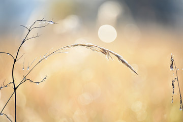 gentle spikelets in the drops of dew in the meadow. Art photo.
