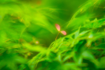 新緑と飛び立つ前の種子