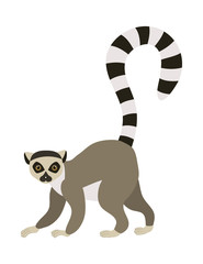 Ring tailed lemur (Lemur catta). Vector illustration, isolated on white. © koshkamurka