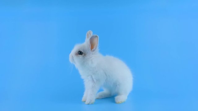 Cute little white rabbit, stands up on two legs, looking around, blue background ready for chroma key