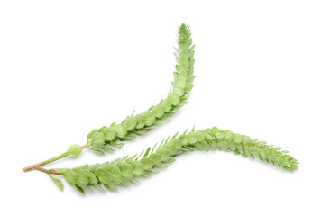 Fresh tropical plants on white background