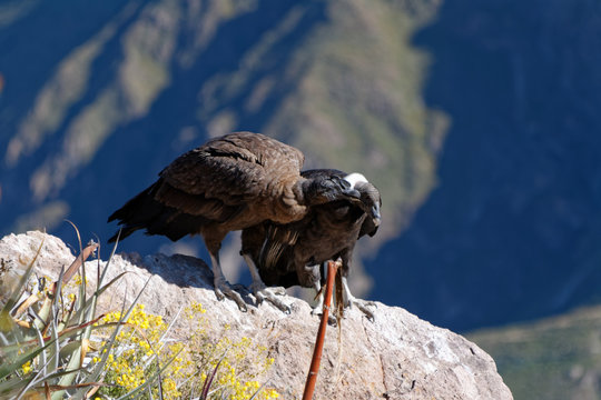Kanion Colca w Andach peruwiańskich