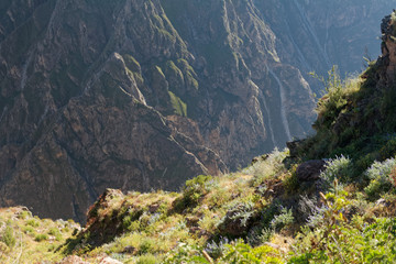 Kanion Colca w Andach peruwiańskich
