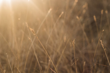 Fototapeta premium Selective soft focus of beach dry grass, reeds, stalks blowing in the wind at golden sunset light, horizontal, blurred sea on background, copy space/ Nature, summer, grass concept