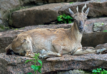 Young markhor. Latin name - Capra falconeri	