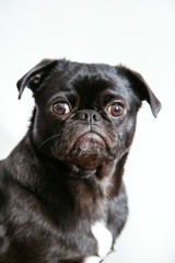 dog on white background
