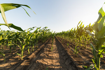 Corn on stalk in field before harvest