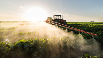 Farmer on a tractor with a sprayer makes fertilizer for young vegetable - obrazy, fototapety, plakaty