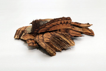 Ficus foveolata wall isolated in bright background. Medicinal herb asian traditional medicine.