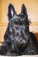 beautiful portrait of a funny Scotch Terrier