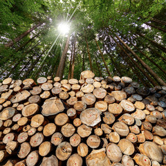Wooden Logs with pine woodland and sunbeams