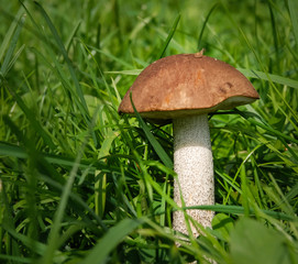 Wild mushrooms of a russian forests