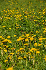 Taraxacum, common dandelion, A field of dandelions in in Poland
