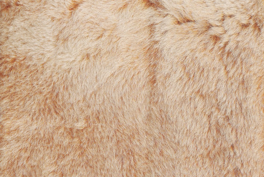 Light beige and brown shaggy fluffy fur background | Adobe Stock