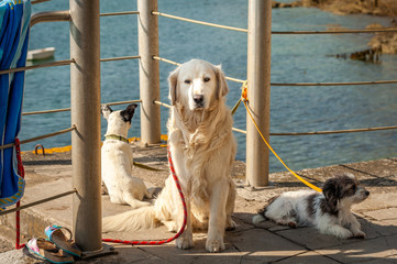 Three different dogs lying and sitting near the sea
