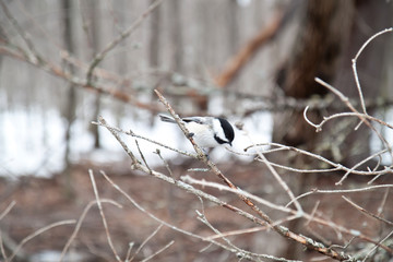 bird on tree in winter