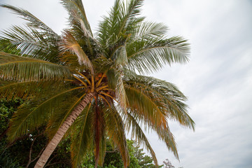Plakat palm tree with coconuts against the sky