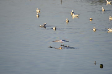 The birds of the sea