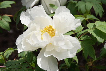 Fototapeta premium 牡丹 花 白