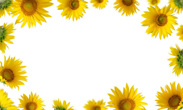 Sunflowers isolated on white background. Floral border.