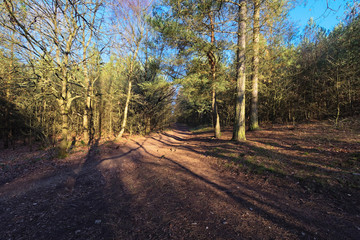 Woodland footpaths cross in the bright winter sunshine