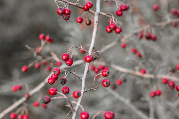 Fototapeta na wymiar Hawthorn. Closeup shot of hawthorn monogyna. Also known as common hawthorn, single-seeded or single-seeded ,