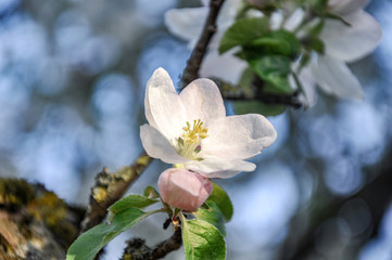 Spring apple tree  flowers, blooming outdoors