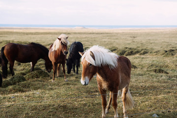 Naklejka na ściany i meble Portrait of a brown Icelandic horse on a meadow
