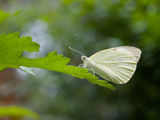 white butterfly on a green plant