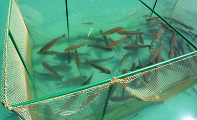 Close up on The grass carp (Ctenopharyngodon idella) fish in cage for fish farming. Fish farm.