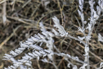 Rosemary herb spice plant in the snow